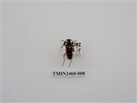 藏品(金毛花天牛)的圖片